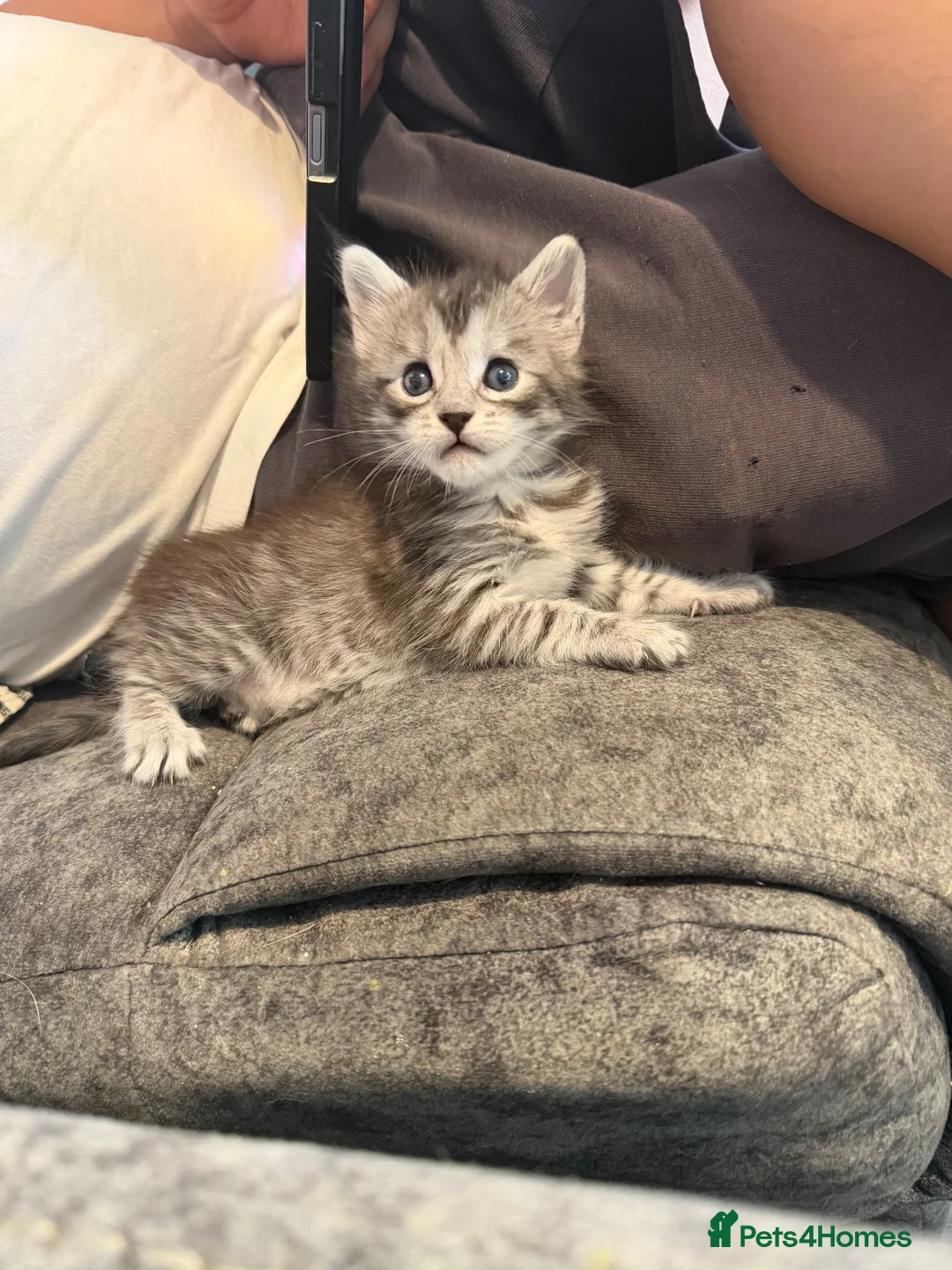 Maine Coon cats for sale: Silver Tabby mainecoon - Advert 2