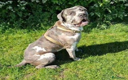 Mixed Breed dogs for adoption: Blue (Cane Corso mix) - Image 7