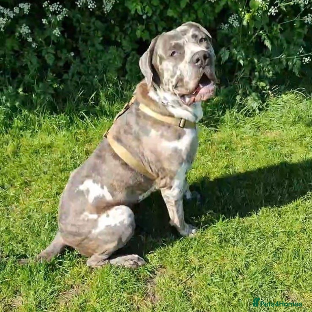 Mixed Breed dogs for adoption: Blue (Cane Corso mix) - Image 7