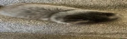 Persian cats for sale: Pedigree registered Persian kitten  - Advert 3