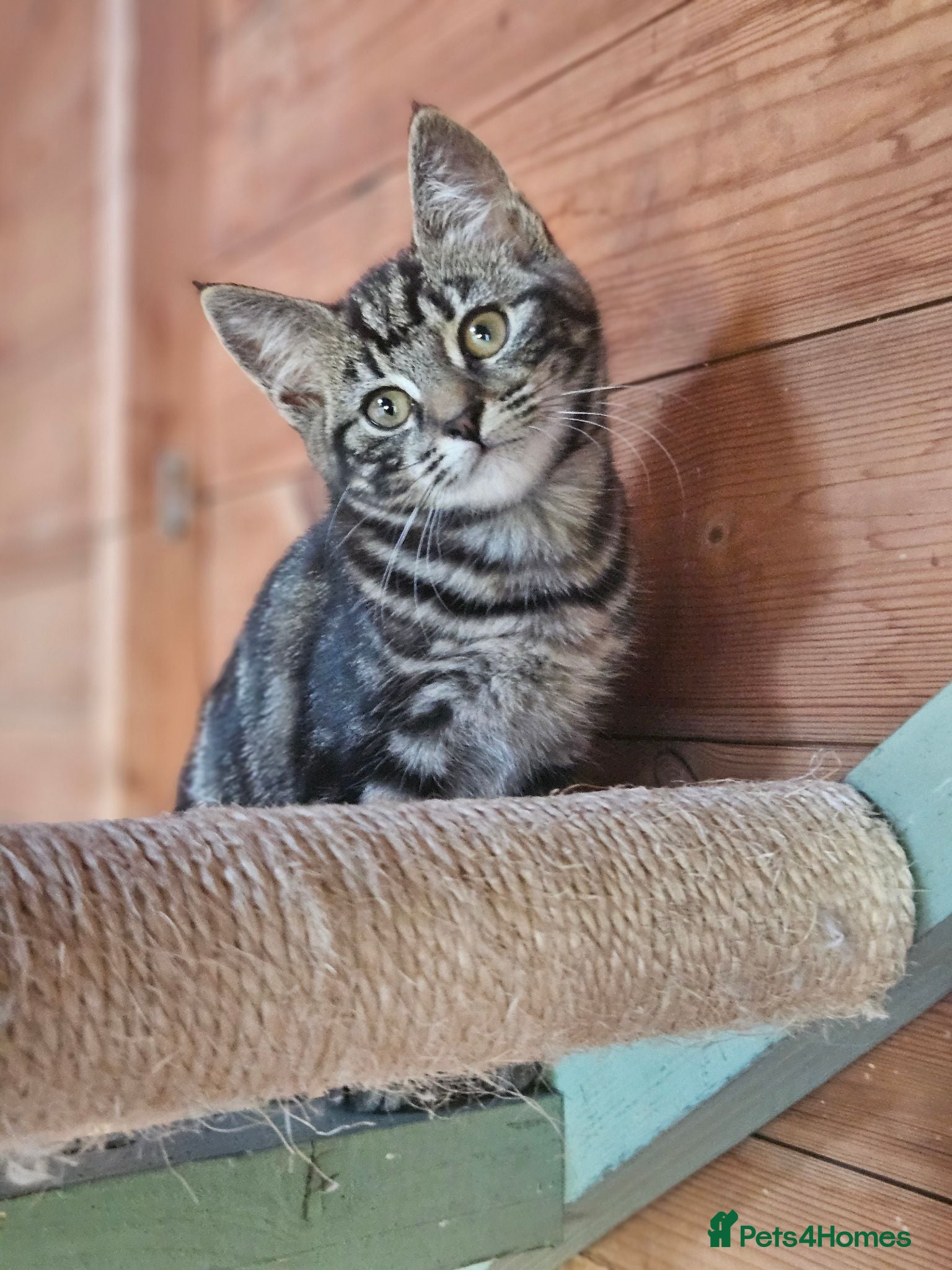 Mixed Breed cats Bengal cross  Kittens - Advert 16