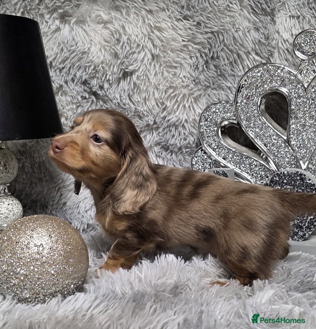 Miniature Dachshund dogs for sale: Adorable KC long coat boys available  - Advert 30