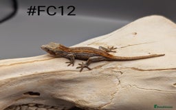 Gecko reptiles for sale: Orange & Red Stripe Gargoyle Gecko CB25 - Image 2