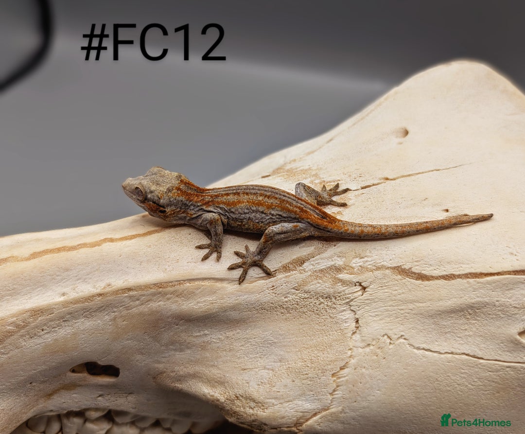 Gecko reptiles for sale: Orange & Red Stripe Gargoyle Gecko CB25 - Image 2
