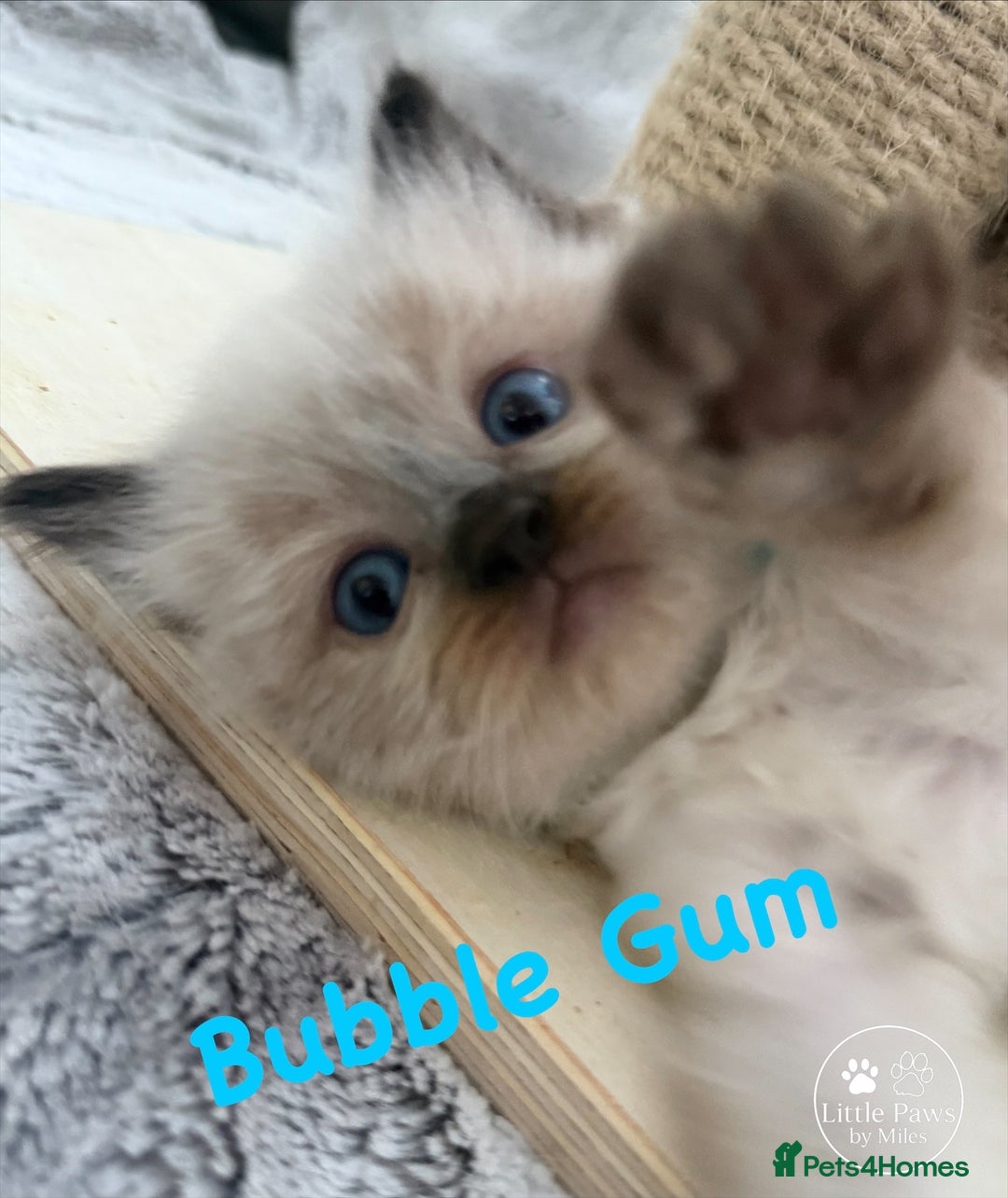 Ragdoll cats for sale: GCCF Exceptional Pedigree Ragdolls 🌸 - Advert 6