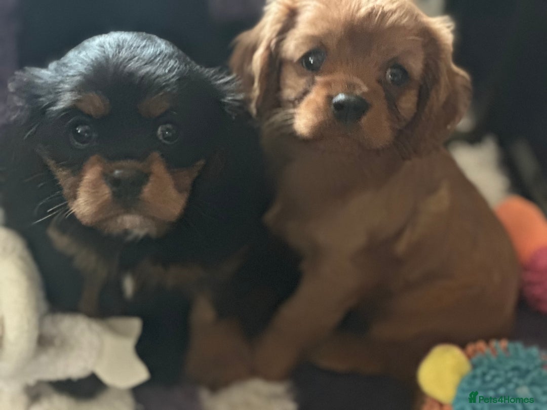 Cavalier King Charles Spaniel dogs for stud: Fully Health Tested Cavalier King Charles Stud in Prudhoe - Image 7