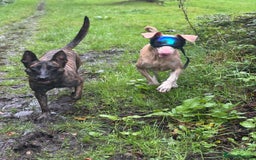 Dobermann dogs for stud: Health tested KC Registered Proven Stud - Image 6