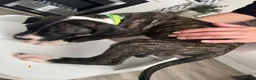 Mixed Breed dogs for sale: Presa Canario/ Mixed mastiff in Sheffield - Advert 5