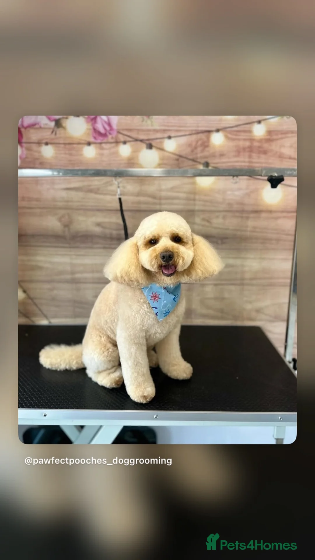 Cockapoo dogs for stud: Meet Our Handsome F1B Cockapoo Stud - Advert 2