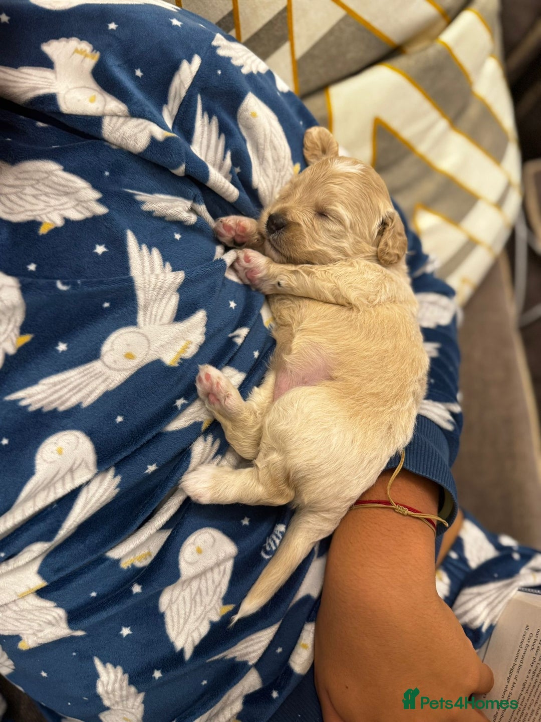 Mixed Breed dogs for sale: Tiboodle Puppies – Toy Poodle x Tibetan Terrier - Image 4