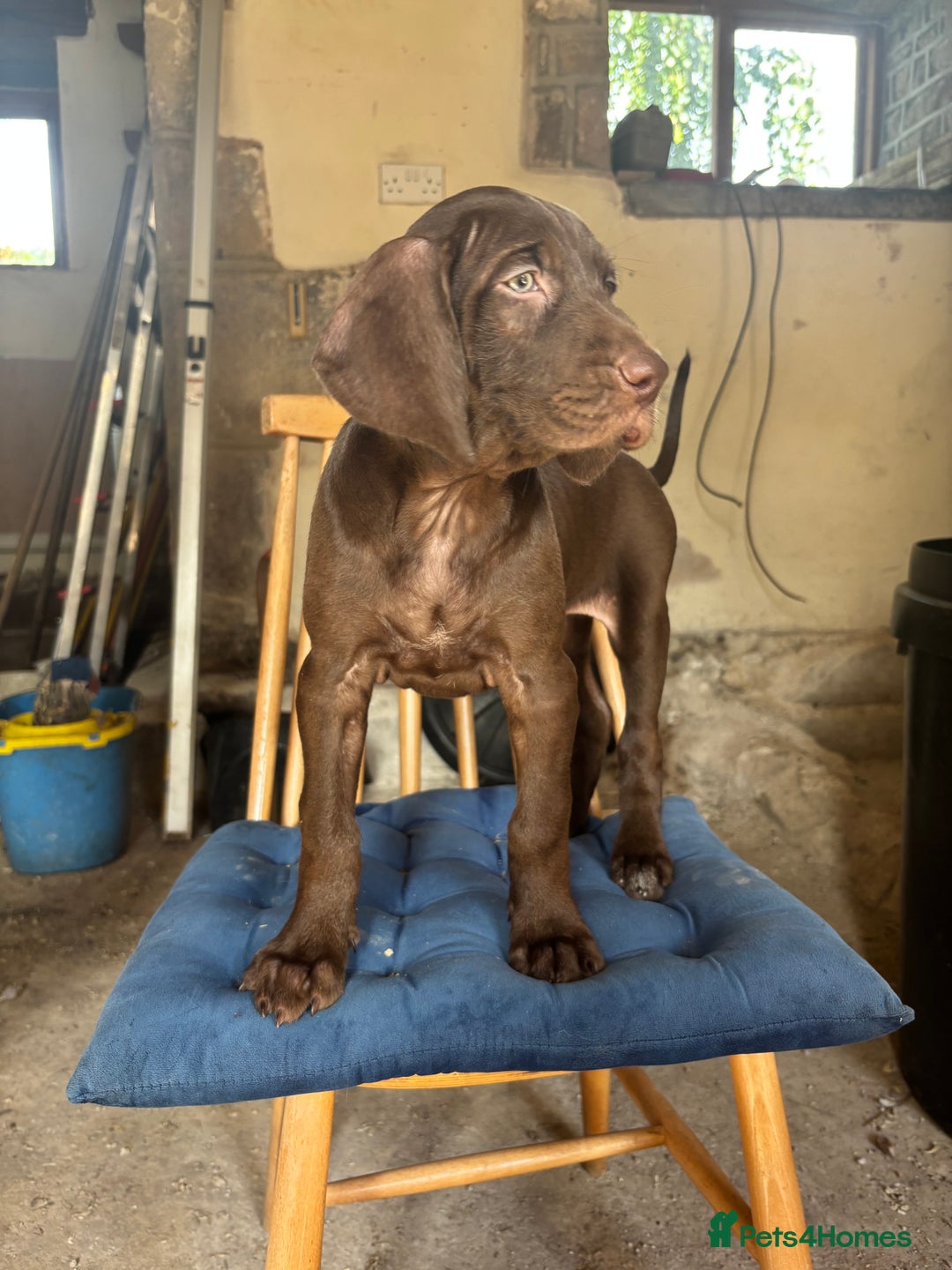 Hungarian Vizsla dogs for sale: Wire haired vizsla X  - Image 24