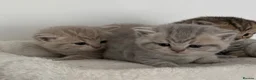 British Shorthair cats for sale: british shorthair kittens  - Advert 12