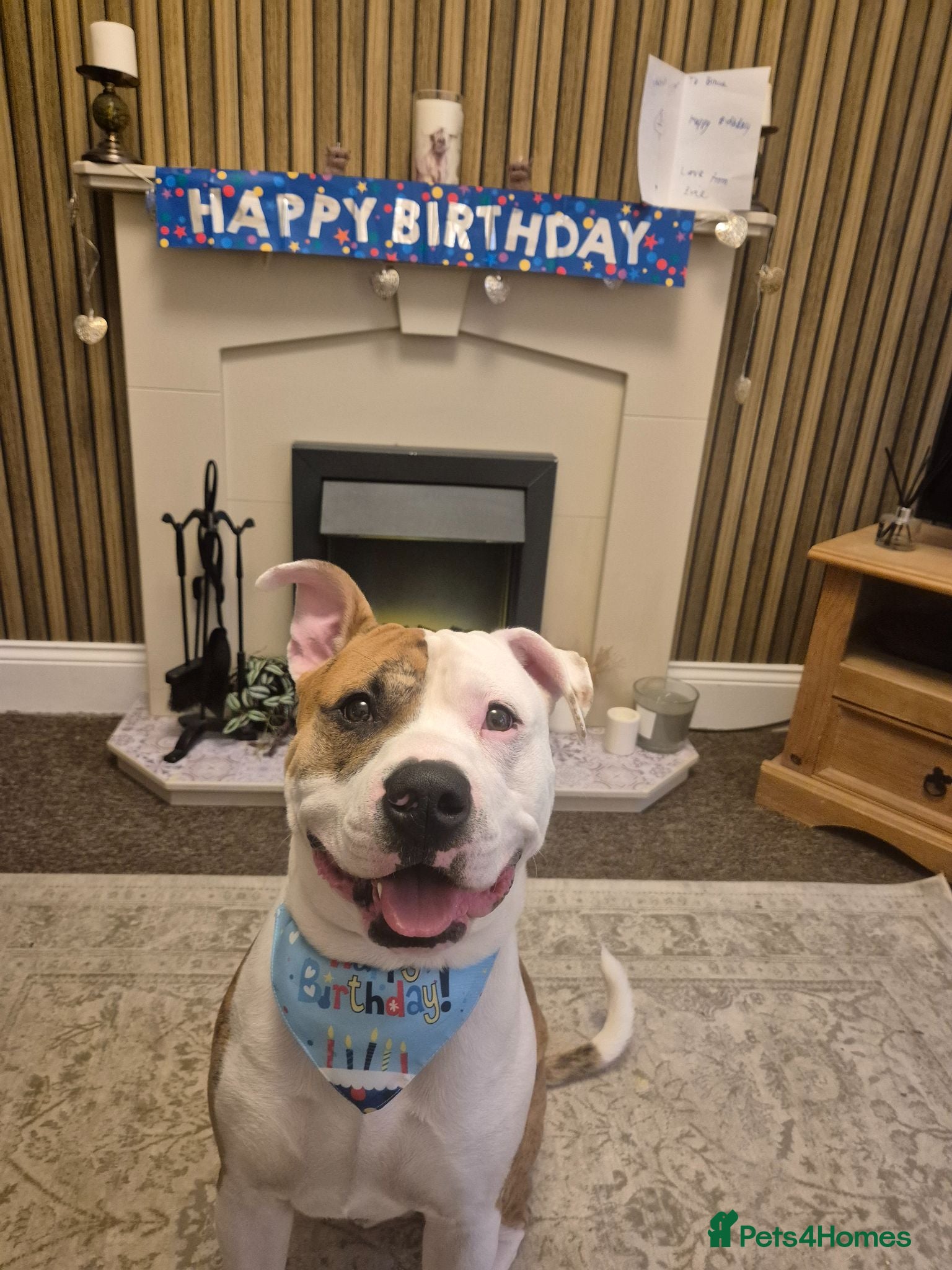 Mixed Breed dogs Bruce - Advert 1