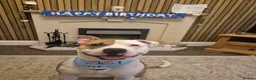 Mixed Breed dogs for sale: Bruce - Advert 1
