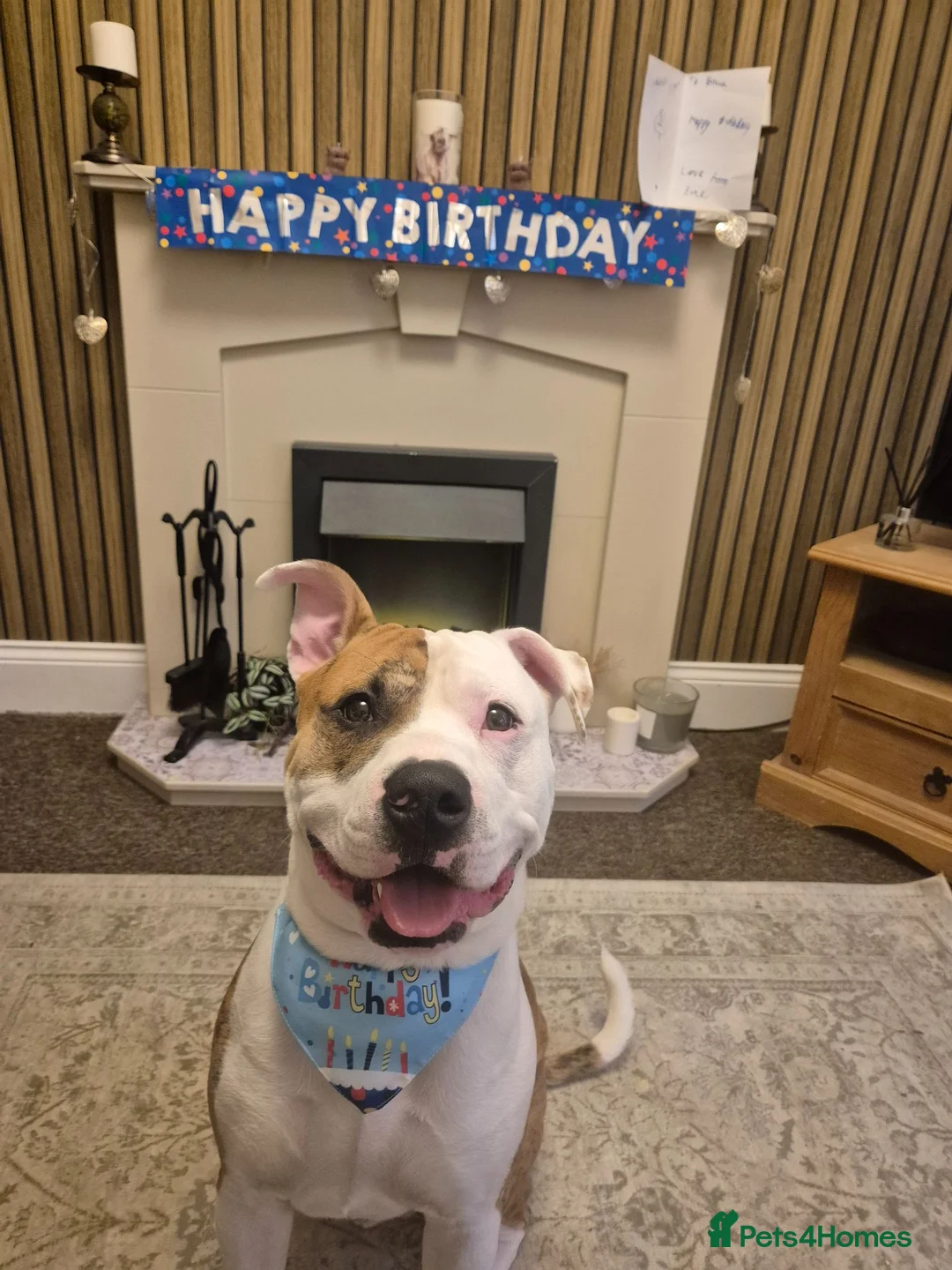 Mixed Breed dogs for sale: Bruce - Advert 1