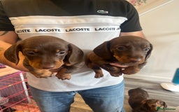 Dachshund dogs for sale: Female dachshund pups - Image 2