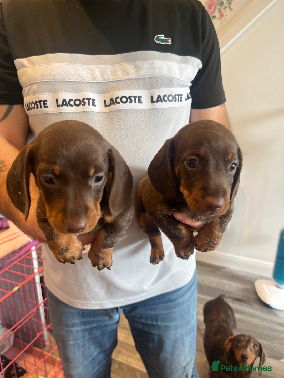 Dachshund dogs for sale: Female dachshund pups - Image 2
