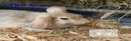 Mixed Breed rabbits for sale: 4 stunning bunnies looking for their new homes 🐇  - Advert 9