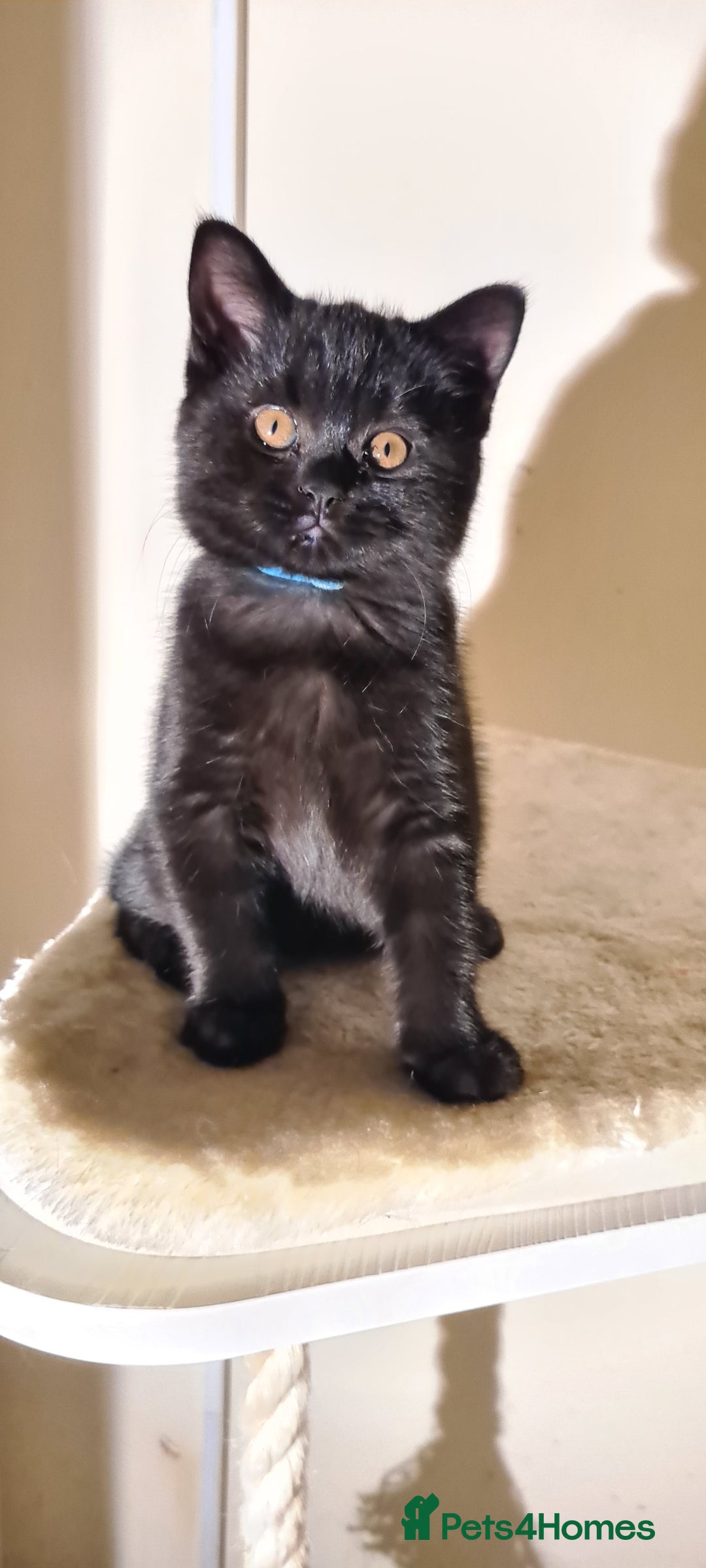 British Shorthair cats for sale: British shorthair black and blue kittens - Advert 17