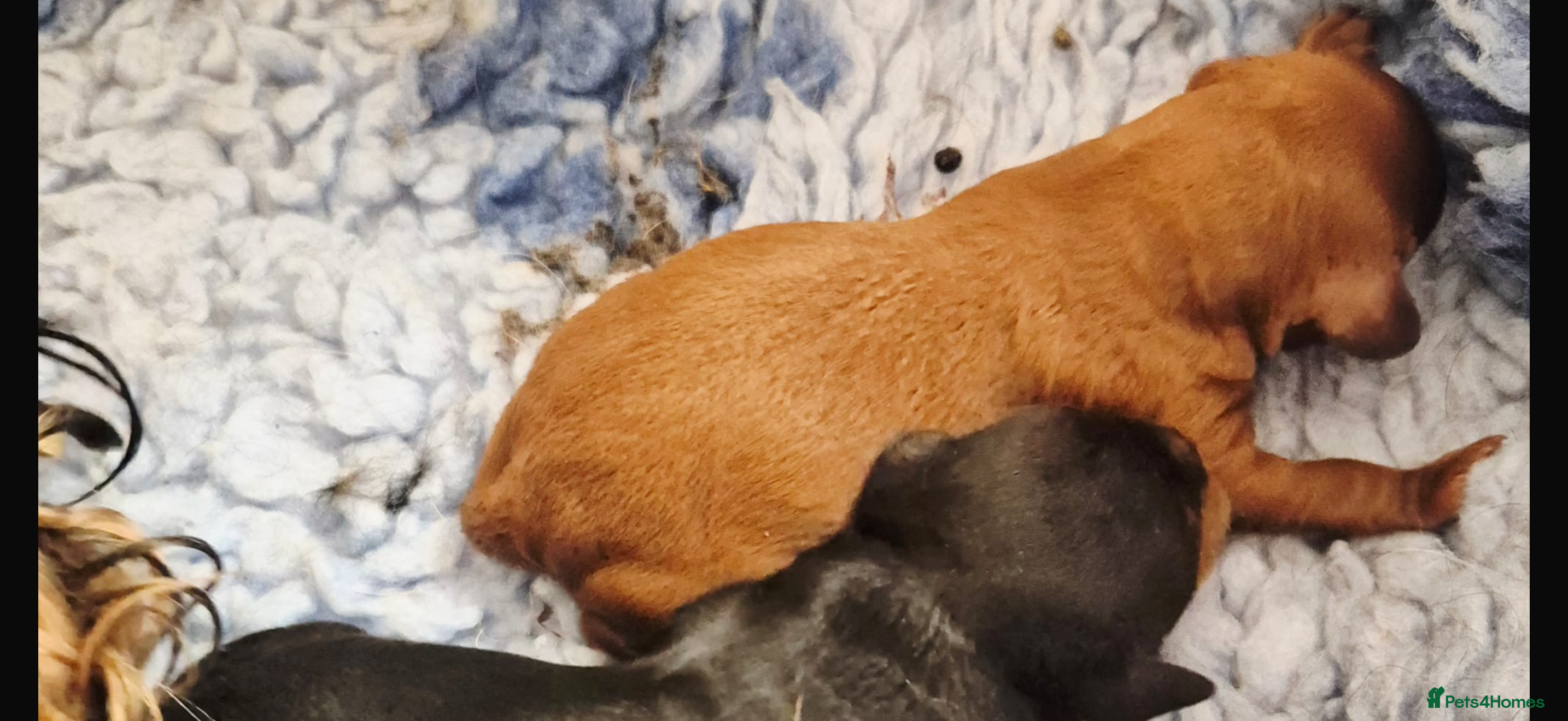 Cavapoo dogs Top quality Cavapoo pups from proven parents. - Advert 2
