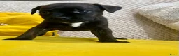 Staffordshire Bull Terrier dogs for sale: Brindle Stafford puppies available ❤️🐾 - Advert 3
