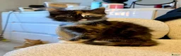 Mixed Breed cats for sale: Adorable fluffy tortoiseshell girl  - Advert 3