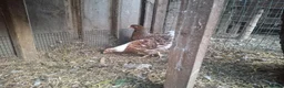 Chickens poultry for sale: Bantam Laced Wyandotte Chickens in Wetherby - Advert 4