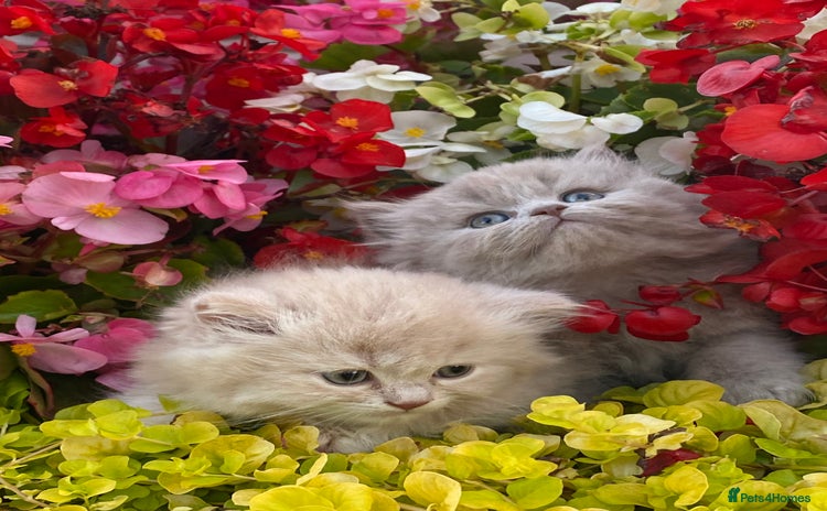British Longhair cats - Advert 13