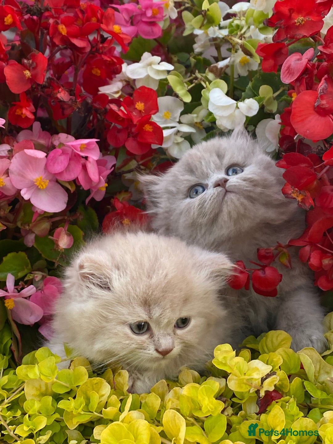 British Longhair cats for sale: British longhair and shorthair kittens for sale - Image 1
