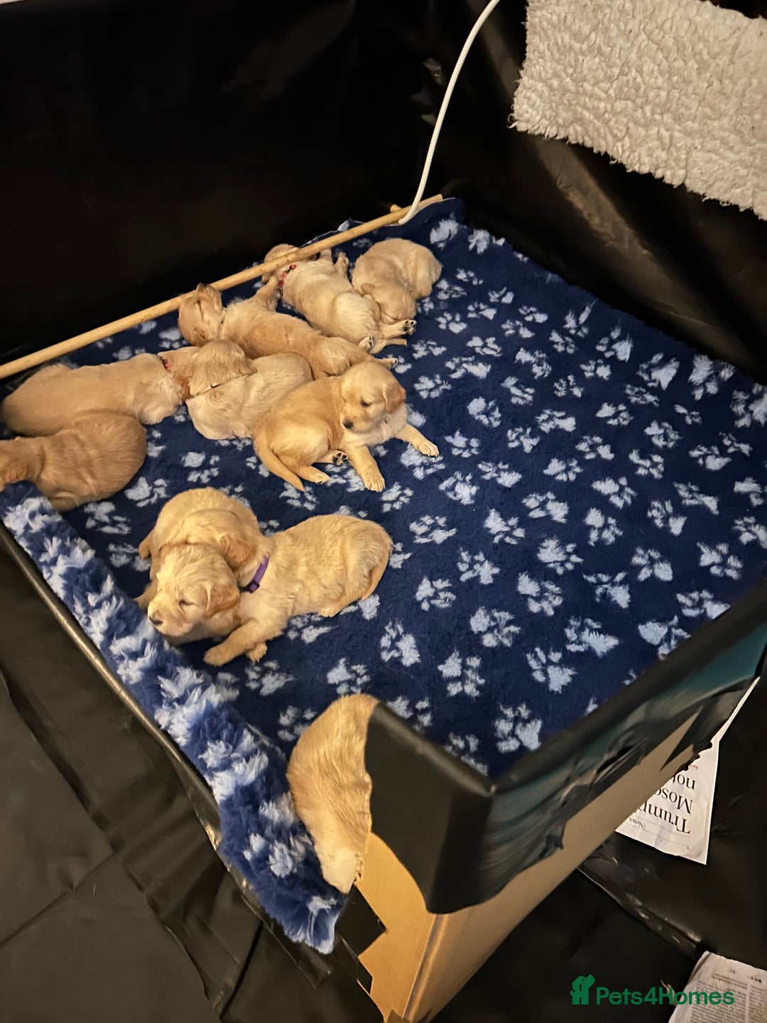 Golden Retriever dogs for sale: Glorious Golden Retriever Puppies - Advert 2