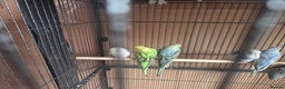 Budgerigars birds for sale:  budgies for sale - Advert 11