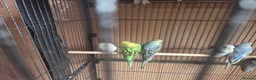 Budgerigars birds for sale:  budgies for sale - Advert 24