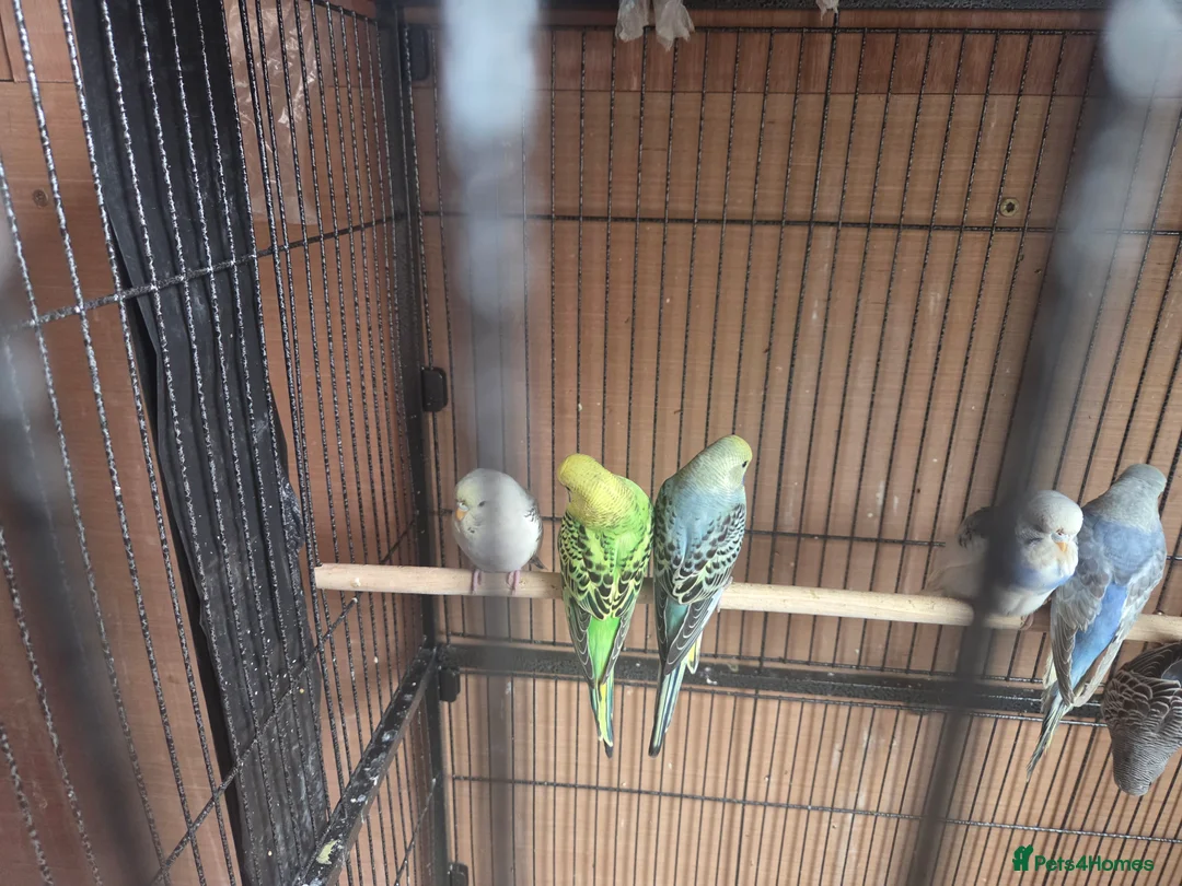 Budgerigars birds for sale:  budgies for sale - Advert 24
