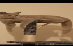 British Shorthair cats for sale: British shorthair kitten  - Image 6