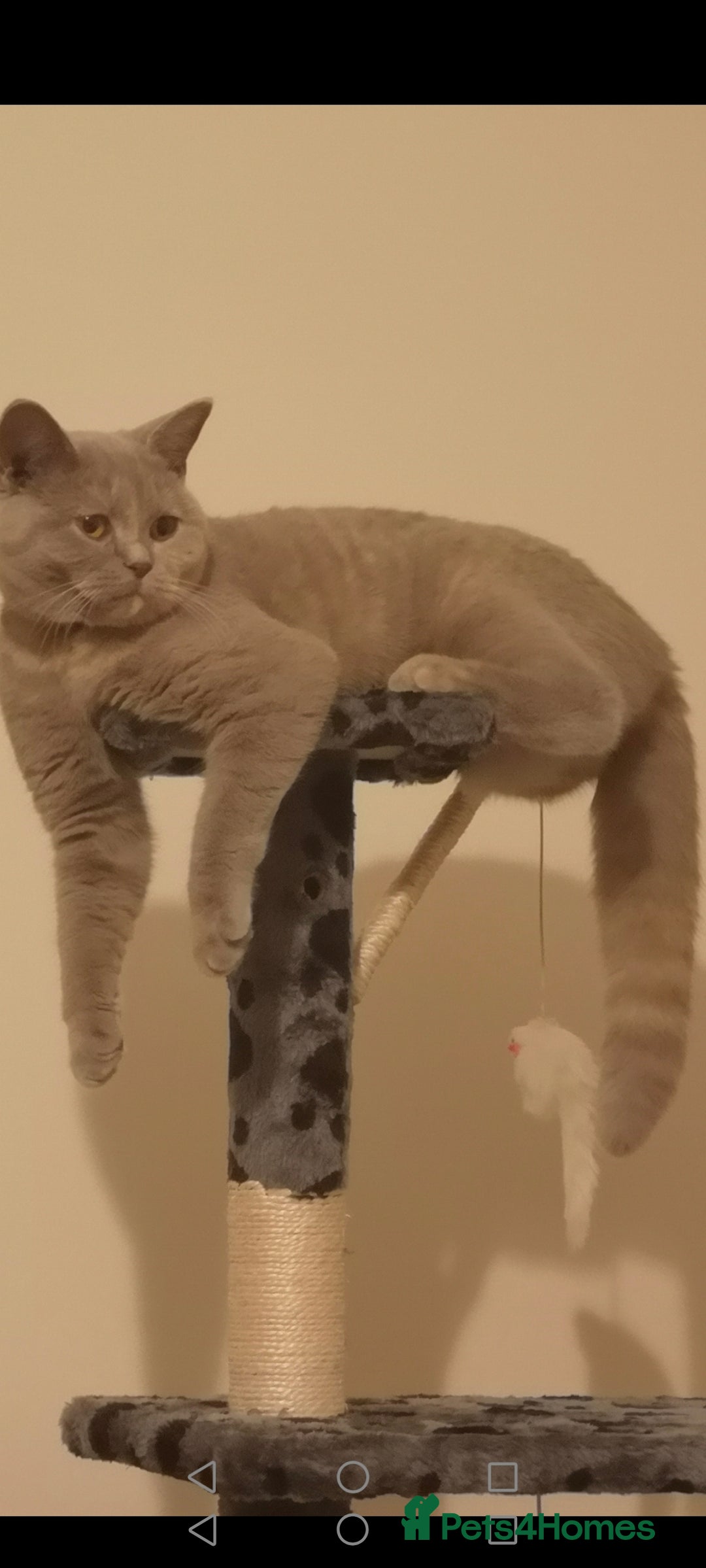 British Shorthair cats for sale: British shorthair kitten  - Image 6