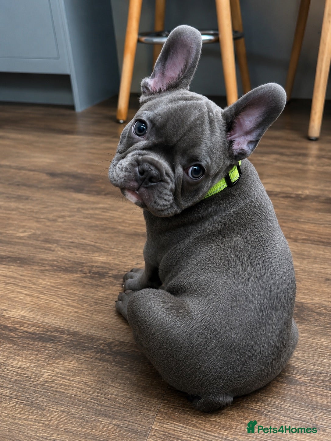 French Bulldog dogs 🐾KC registered Ready to go to there New homes🐾 - Advert 1