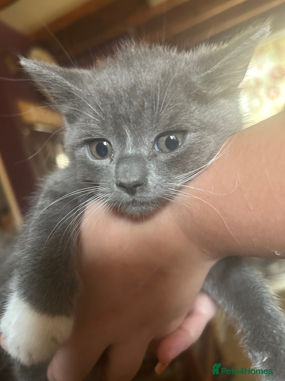 Mixed Breed cats for sale: Blue male with white socks  - Image 14