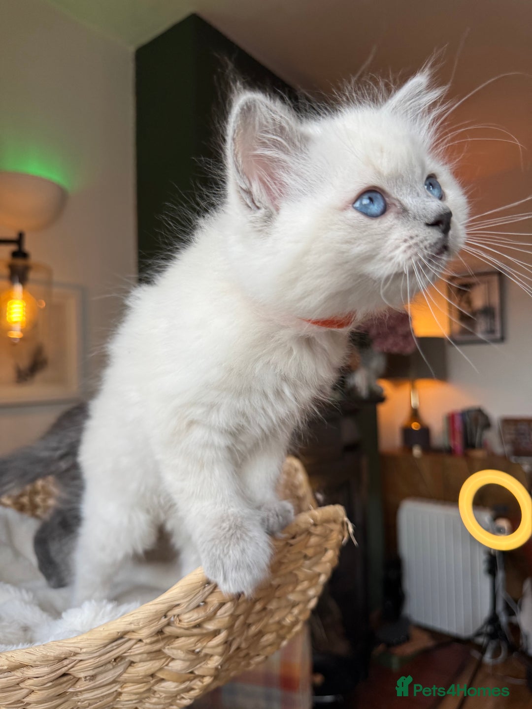 RagaMuffin cats for sale: Beautiful Ragamuffin Kittens - BSH/Ragdoll Cross - Advert 4