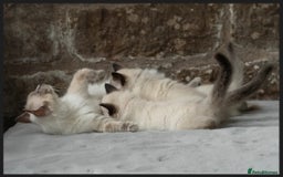 Ragdoll cats for sale: Beautiful Ragdoll Queen - Image 2