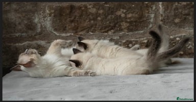 Ragdoll cats - Advert 15
