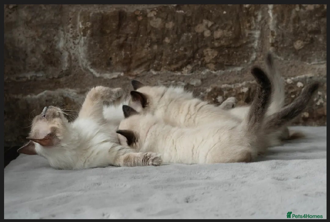Ragdoll cats for sale: Beautiful Ragdoll Queen - Image 2