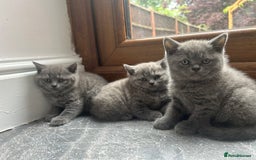 British Shorthair cats for sale: Beautiful British Shorthair Kittens  | From £500 - Image 11