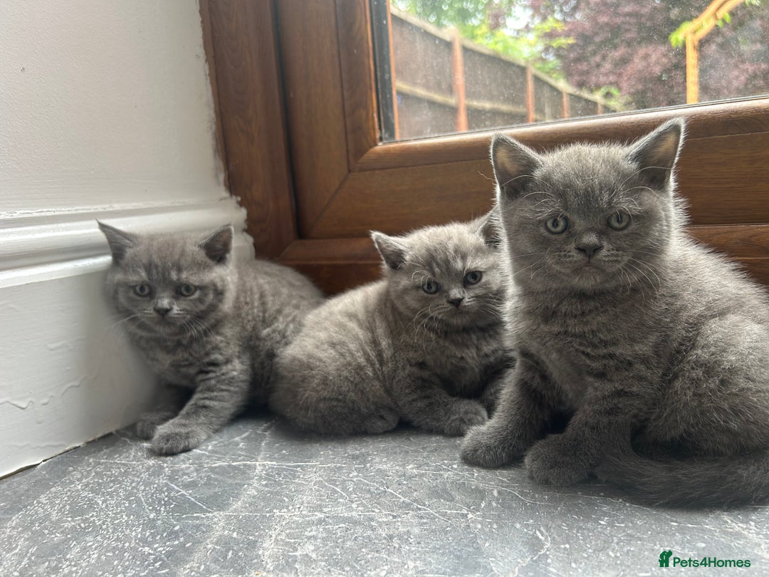 British Shorthair cats for sale: Beautiful British Shorthair Kittens  | From £500 - Image 11