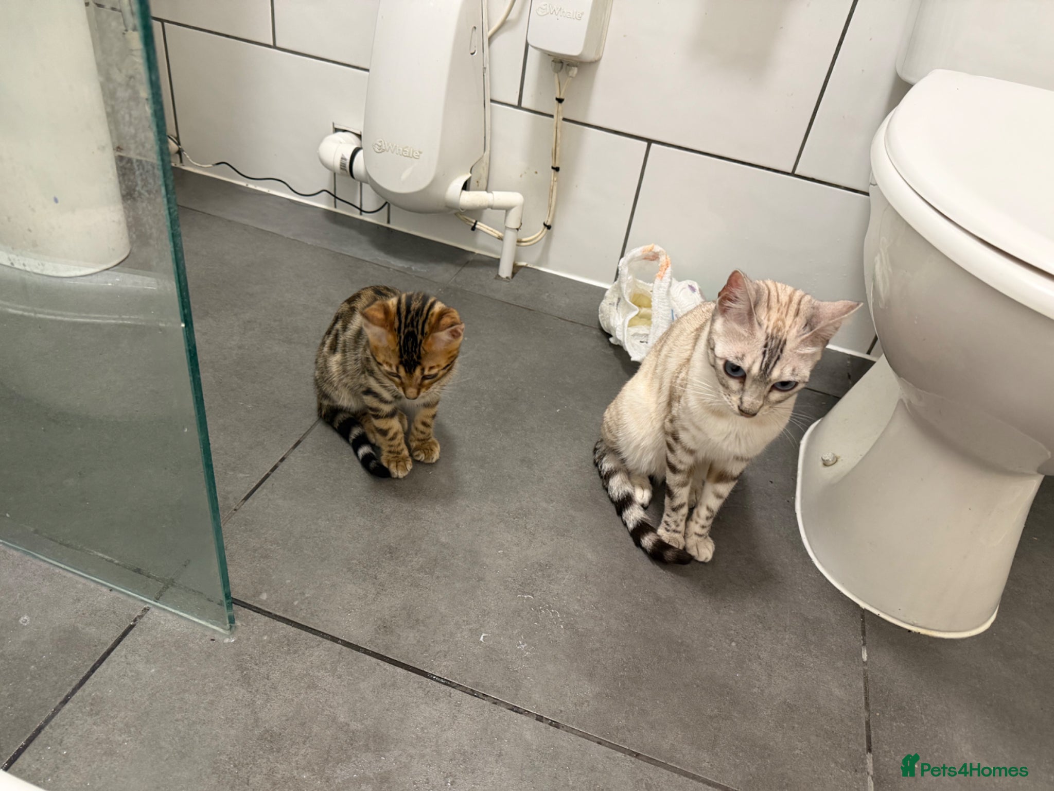 Bengal cats Snow and brown Bengal  - Advert 1