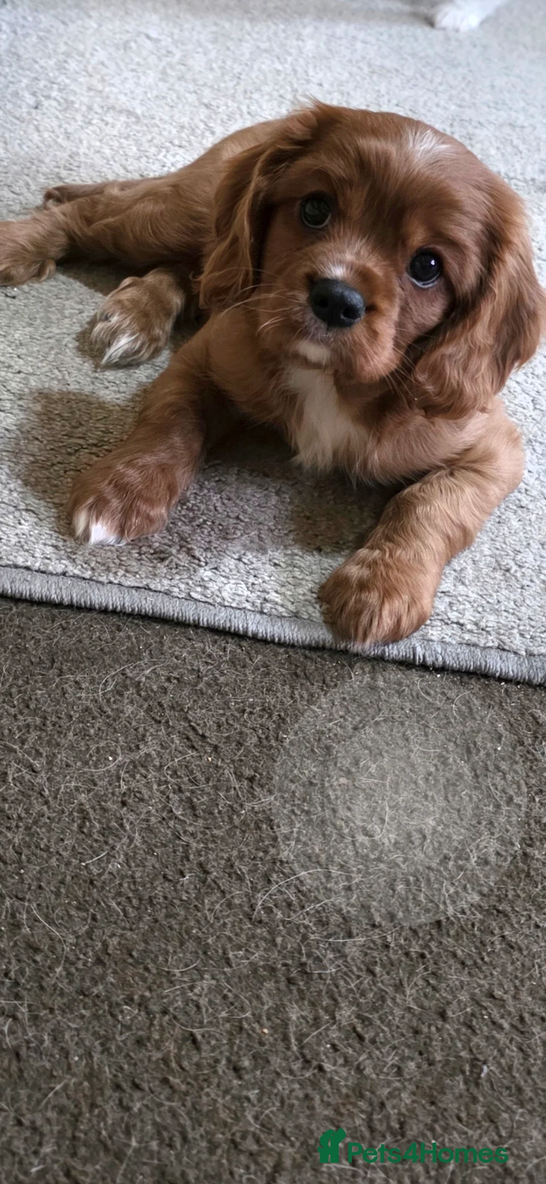 Cavalier King Charles Spaniel dogs for sale: Beautiful Cavalier king charles spaniel - Advert 2