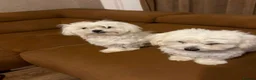 Maltese dogs for sale: Two Beautiful Bichon Maltese Brothers  - Advert 3