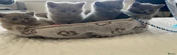 British Shorthair cats for sale: 🐾 4 British Blue kittens  🐾 - Advert 7