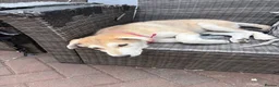 Mixed Breed dogs for sale: Low Content Wolfdog puppies  - Advert 14