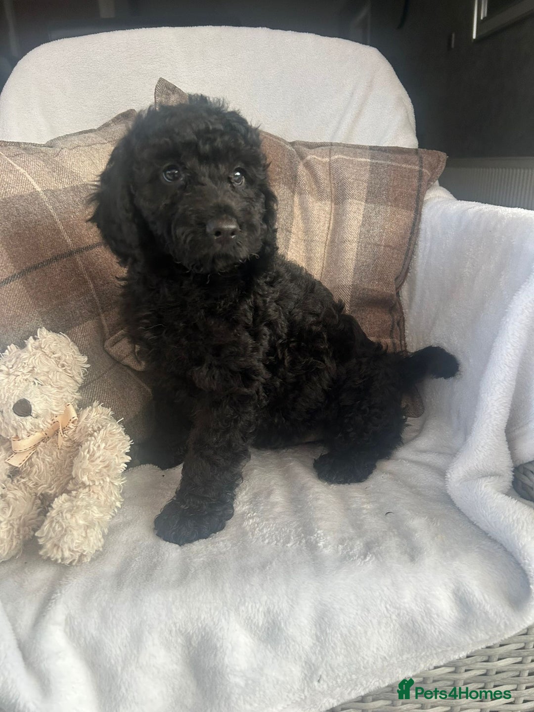Cockapoo dogs for sale: F1 miniature gorgeous cockapoo puppies  - Image 3