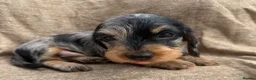 Miniature Dachshund dogs for sale: Miniature wire haired dachshunds 🐶 - Advert 17